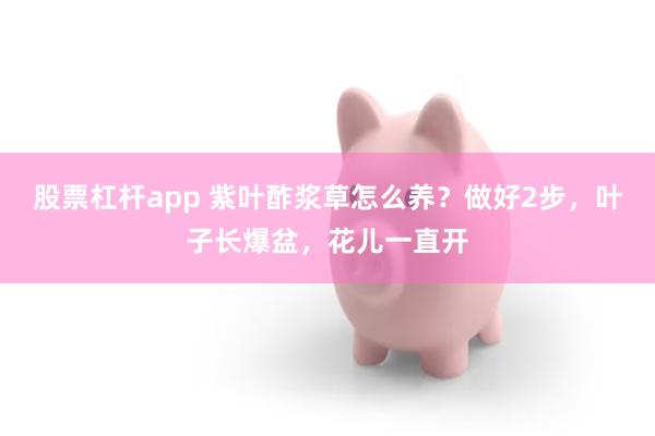 股票杠杆app 紫叶酢浆草怎么养？做好2步，叶子长爆盆，花儿一直开