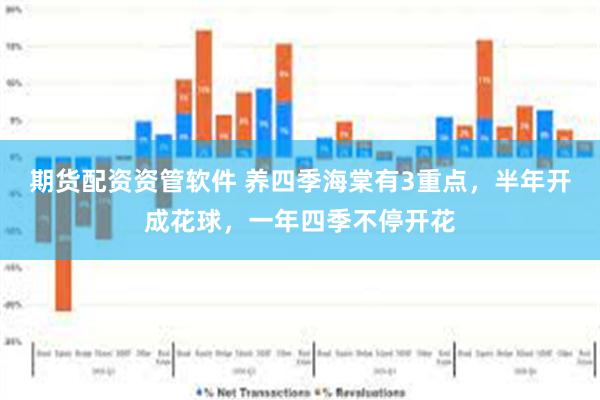 期货配资资管软件 养四季海棠有3重点，半年开成花球，一年四季不停开花